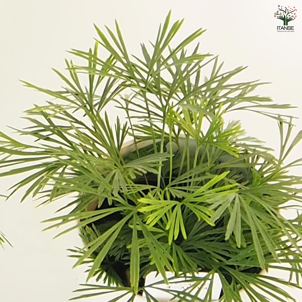 アクティニオプテリス オーストラリス 【観葉植物 4号