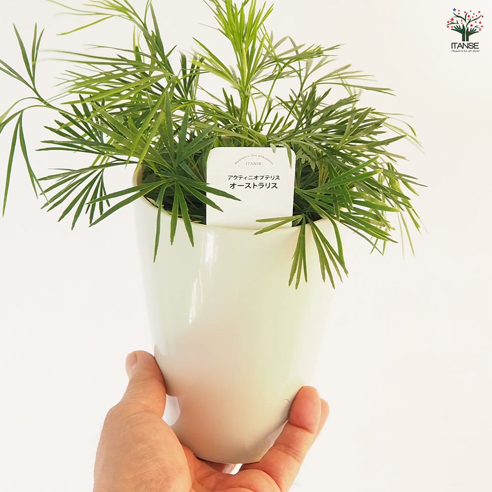 アクティニオプテリス オーストラリス 【観葉植物 4号】