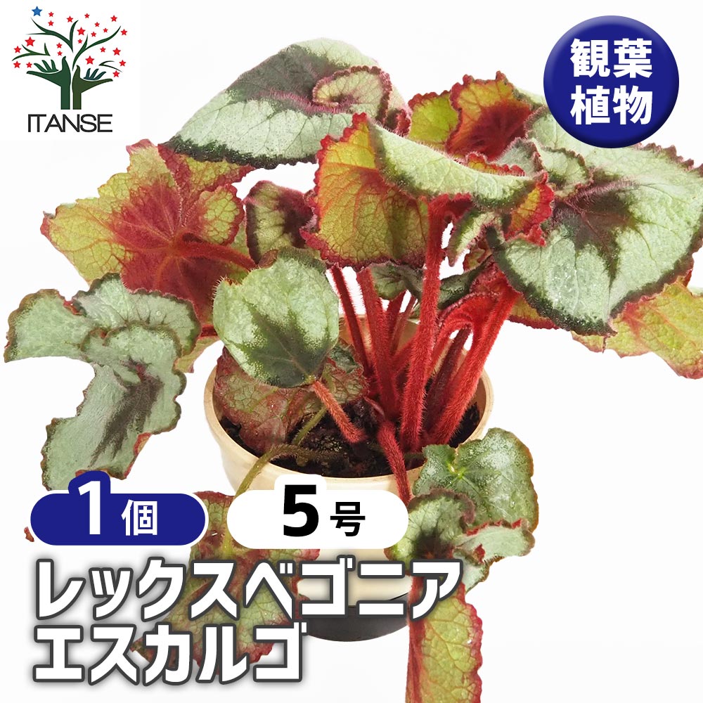 レックスベゴニア エスカルゴ 【観葉植物 5号／1個売り