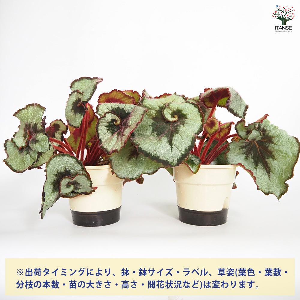 レックスベゴニア エスカルゴ 【観葉植物 5号/1個売り レックスベゴニア エスカルゴ 【観葉植物 5号/1個売り