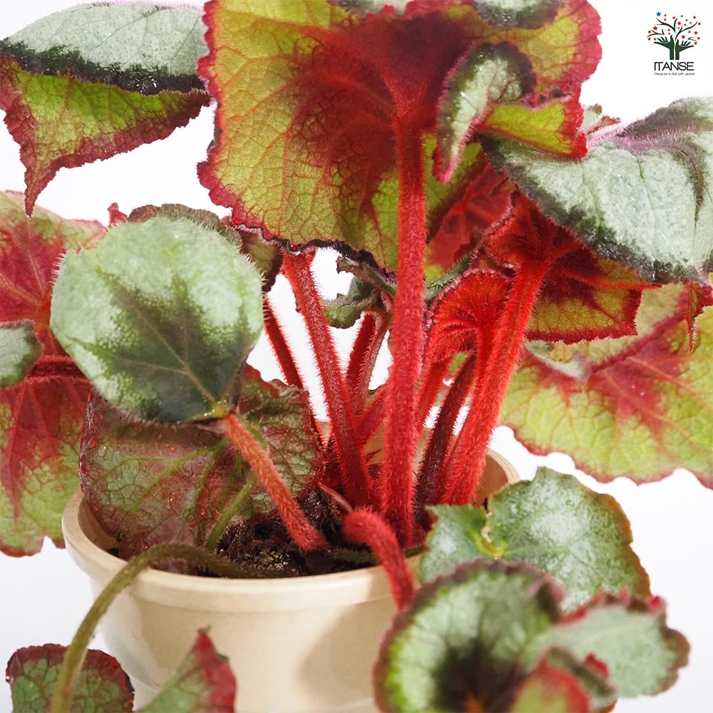 新春特価 限定5株❣️Begonia Delok デロック ！原種ベゴニア C B.sp
