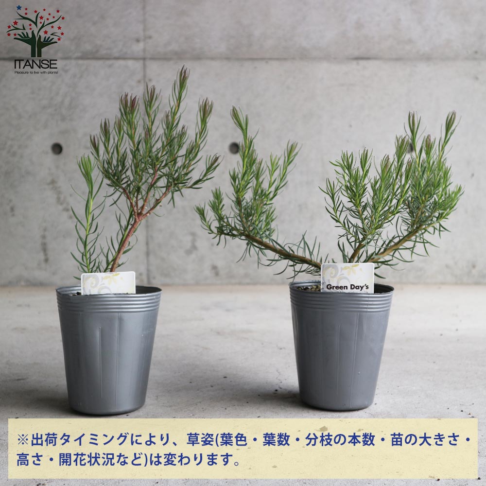 リューカデンドロン・ブラッシュベベ【庭木 4号ポット／1個売り