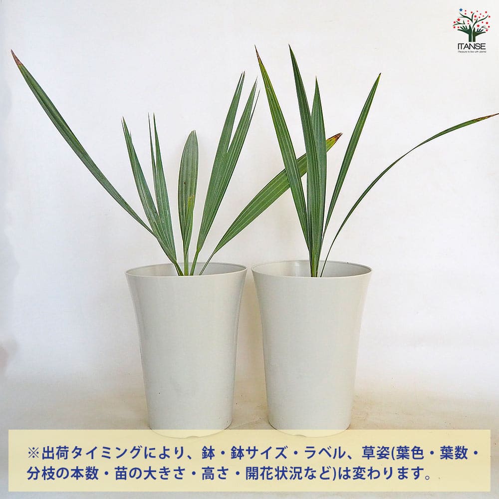 ブラヘア アルマータ 【観葉植物 7号／1個売り】｜ 【植物の