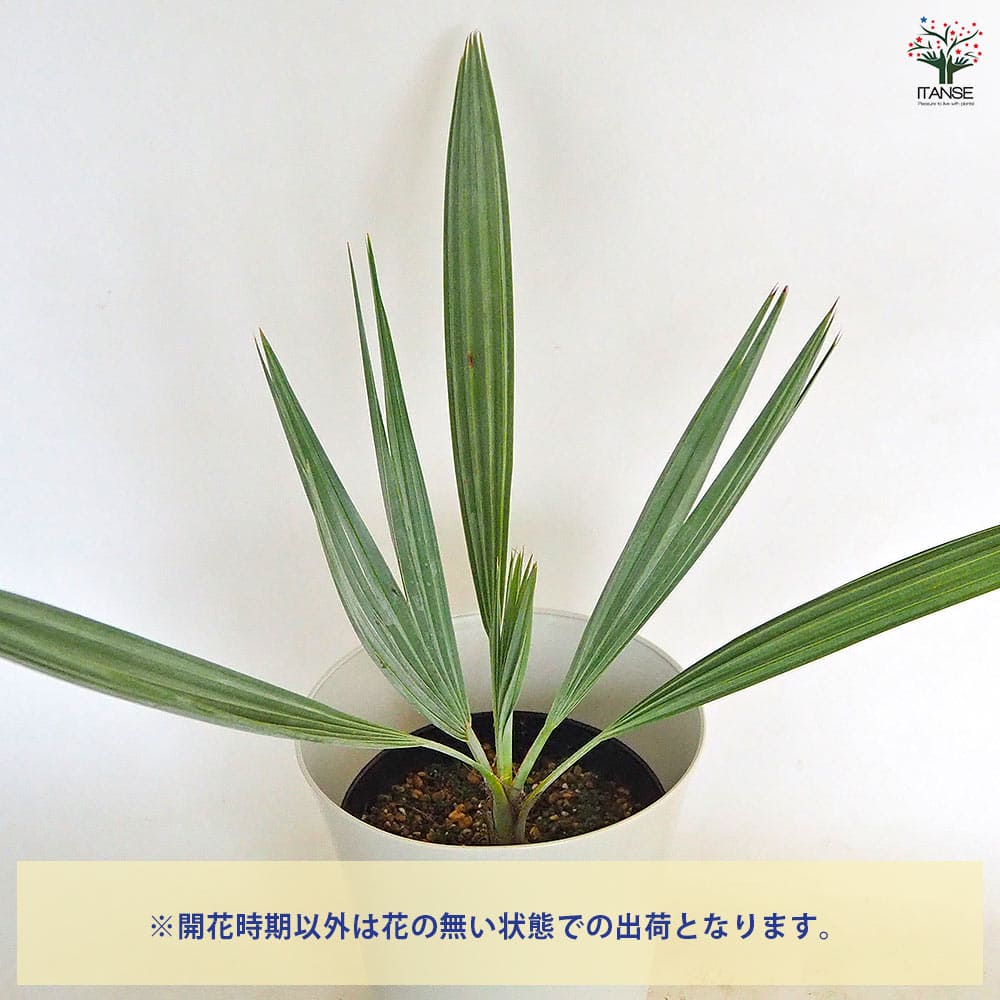 ブラヘア アルマータ 【観葉植物 7号／1個売り】｜ 【植物の