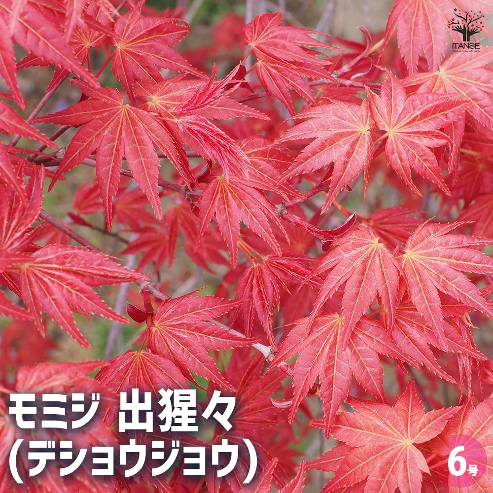 モミジ(カエデ)の苗木 出猩々(デショウジョウ) 【花木苗 6号／1個売り
