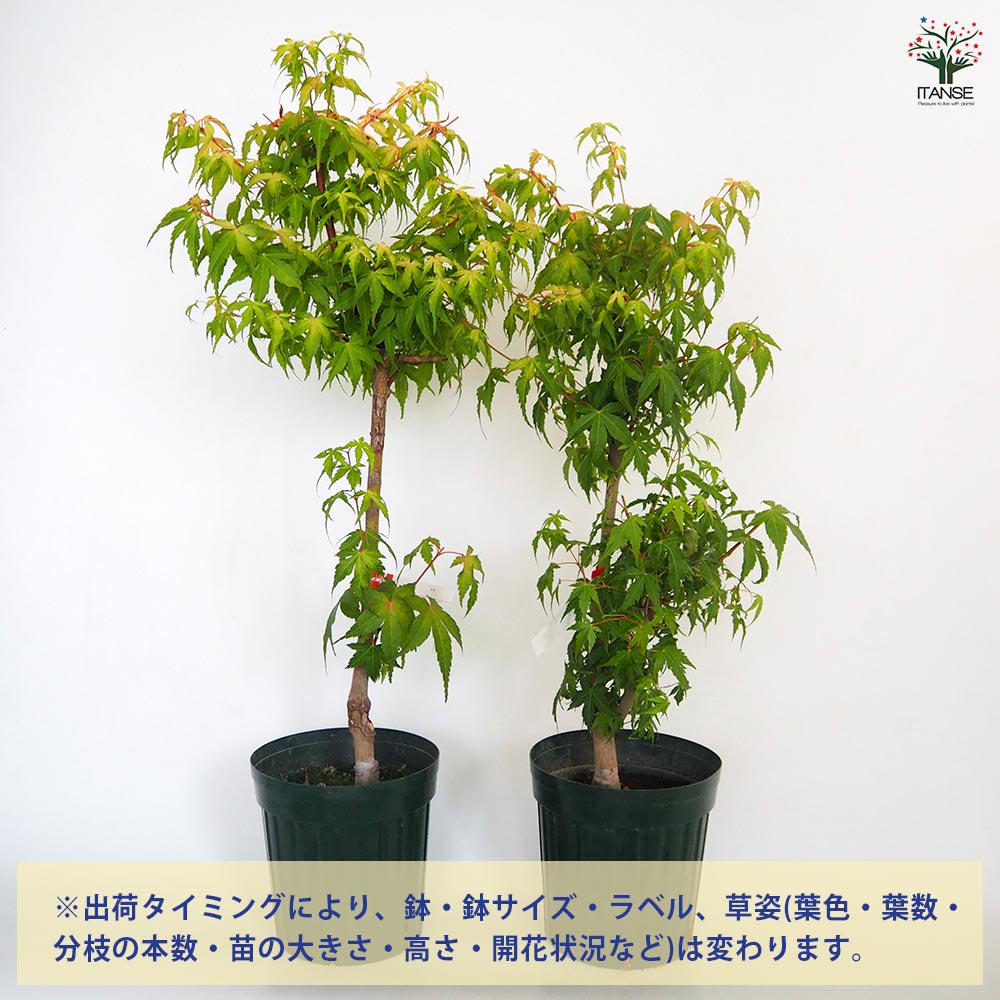 モミジ(カエデ)の苗木 出猩々(デショウジョウ) 【花木苗 6号／1個売り