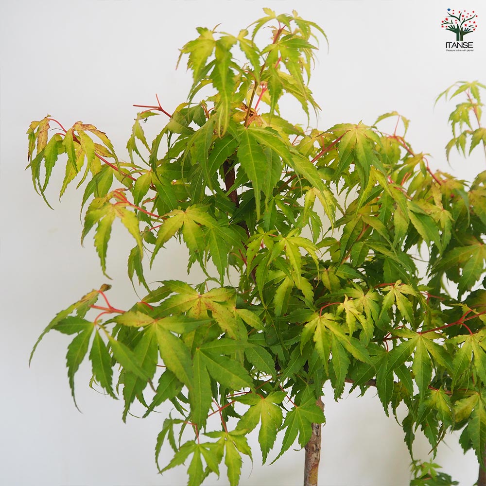 モミジ(カエデ)の苗木 出猩々(デショウジョウ) 【花木苗 6号／1個売り