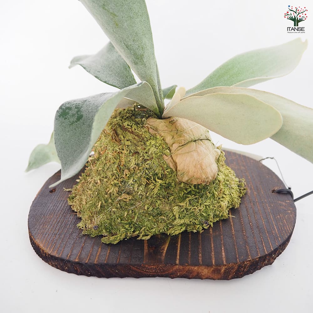 コウモリラン オモ ホワイトラバー板付き 【観葉植物 ／1個売り