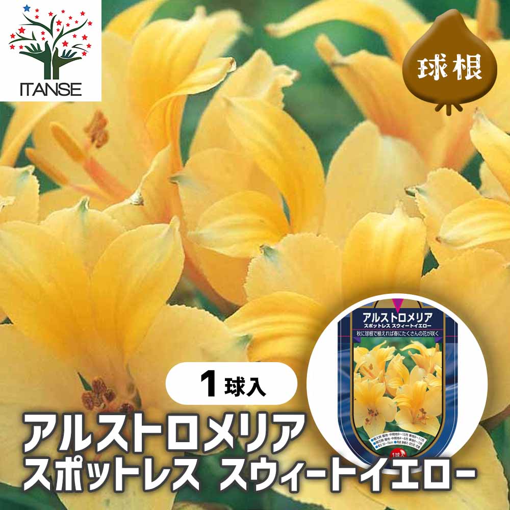 アルストロメリア スポットレス スイートイエロー 【花球根 1球