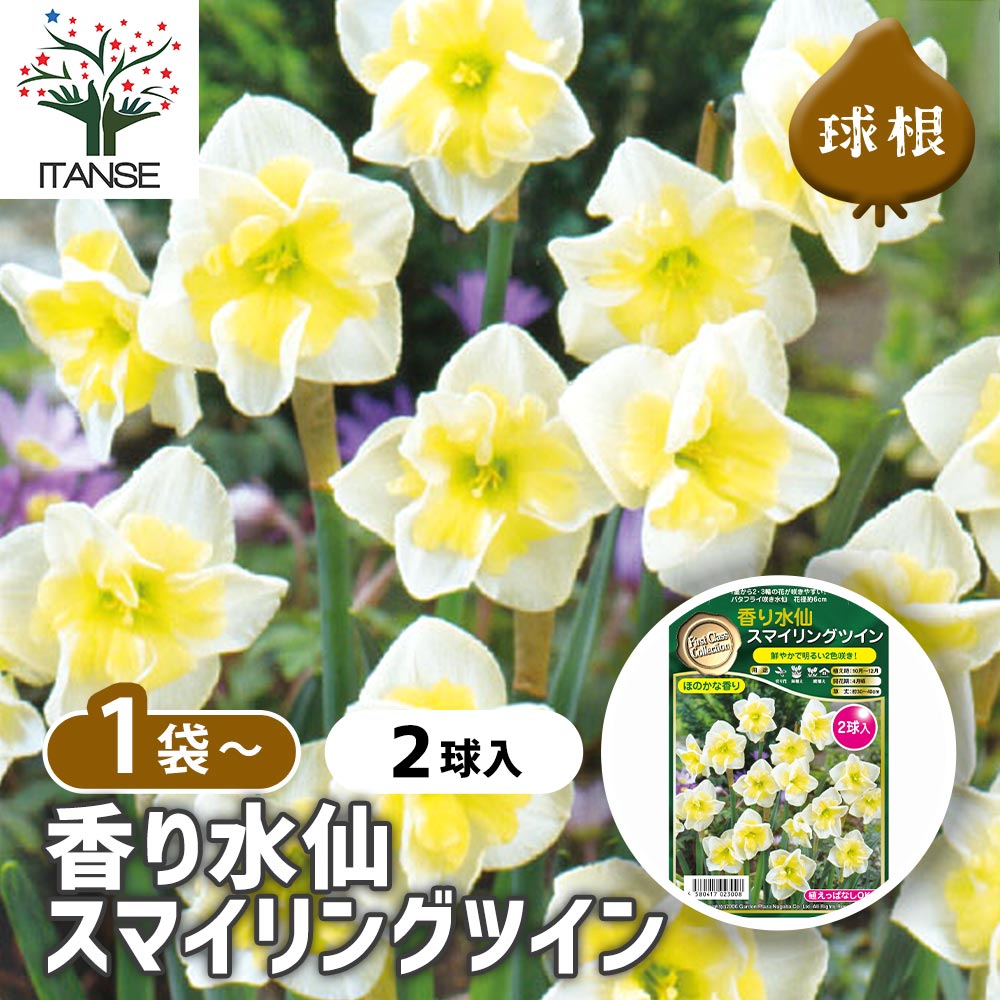 球根 香り水仙 スマイリングツイン 【花球根 2球】｜ 【植物の
