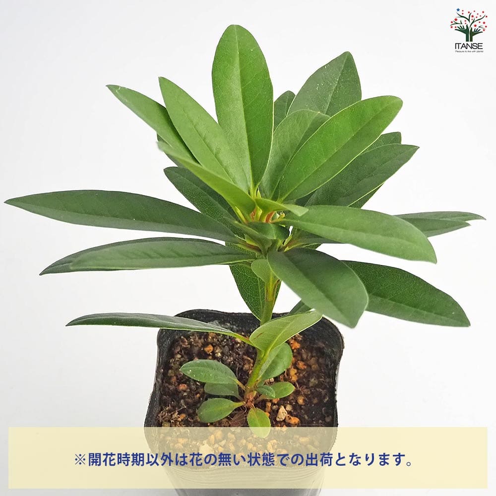 シャクナゲ スーパーローディースイートハート 【花木苗 3.5号