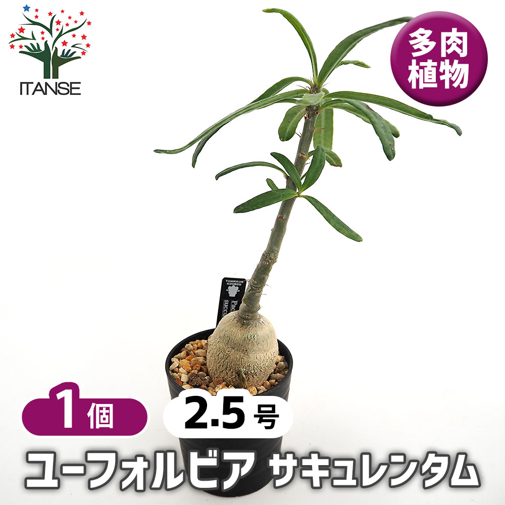 パキポディウム サキュレンタム 【多肉植物 2.5号／1個売り】｜ 【植物