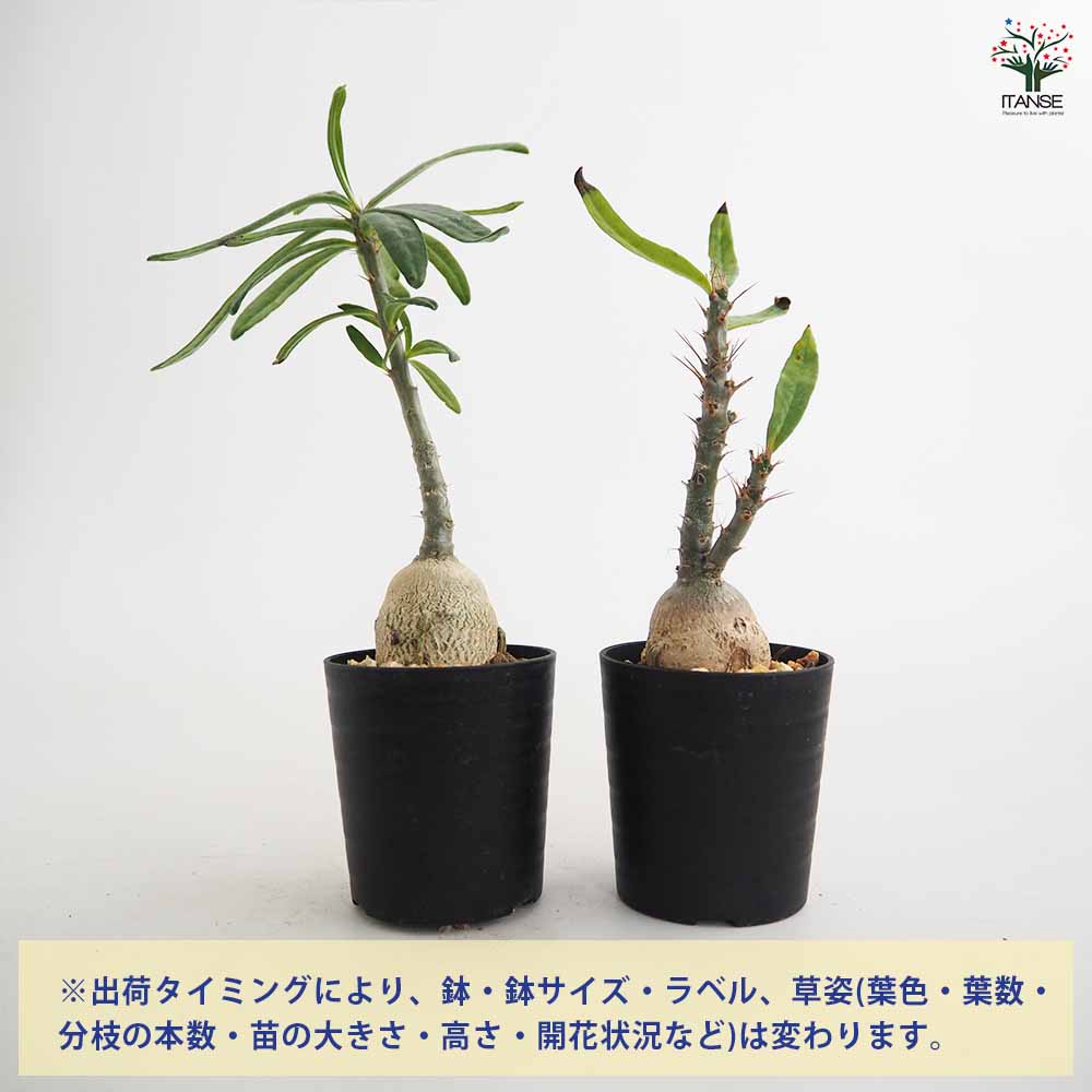 パキポディウム サキュレンタム 【多肉植物 2.5号／1個売り】｜ 【植物