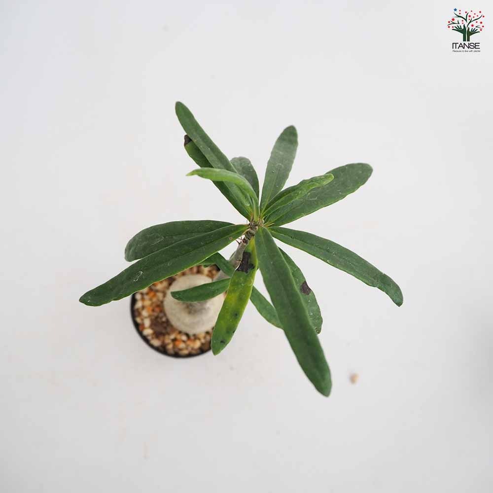 パキポディウム サキュレンタム 【多肉植物 2.5号／1個売り】｜ 【植物