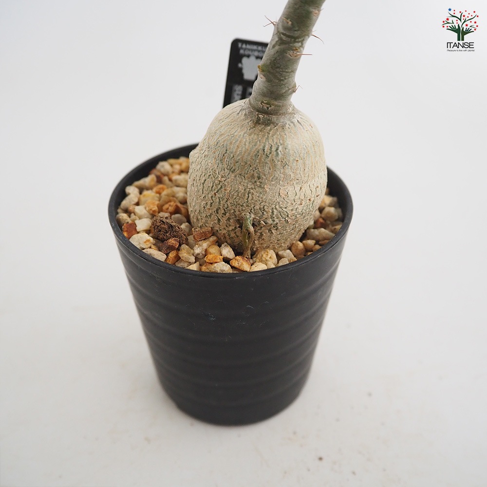 パキポディウム サキュレンタム 【多肉植物 2.5号／1個売り】｜ 【植物