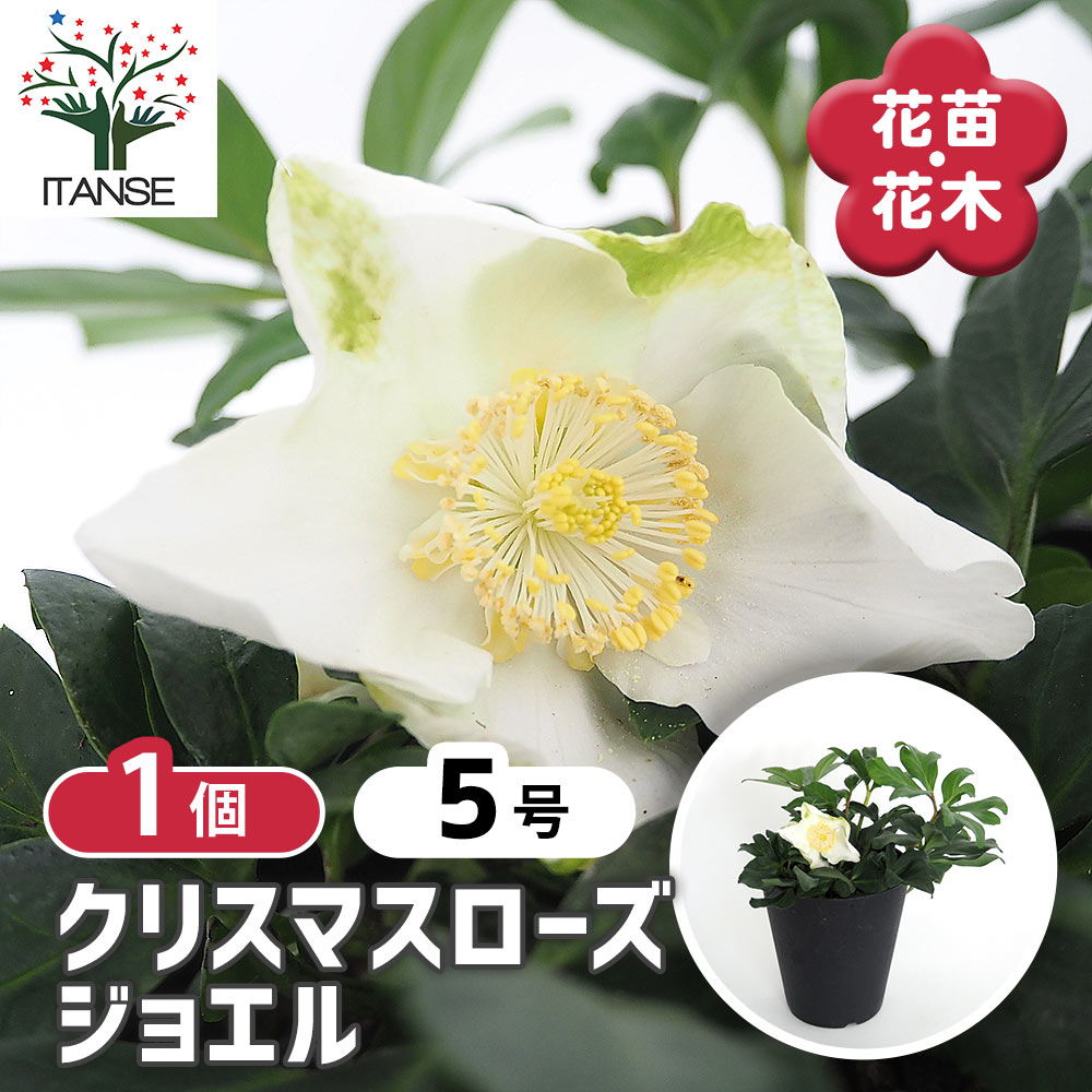 クリスマスローズ ジョエル 【花苗 5号／1個売り】｜ 【植物の