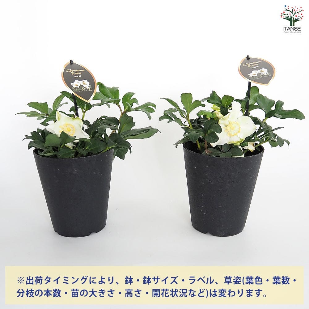 クリスマスローズ ジョエル 【花苗 5号／1個売り】｜ 【植物の