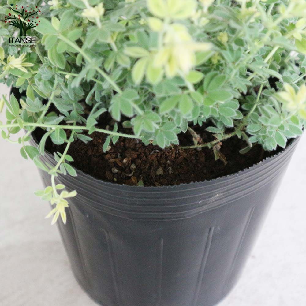 ロータス・ブリムストーン【花苗5～6号／1個売り】｜ 【植物の