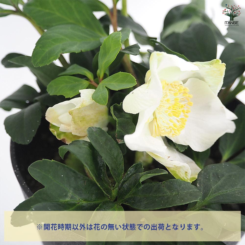 クリスマスローズ ジョエル 【花苗 5号／1個売り】｜ 【植物の