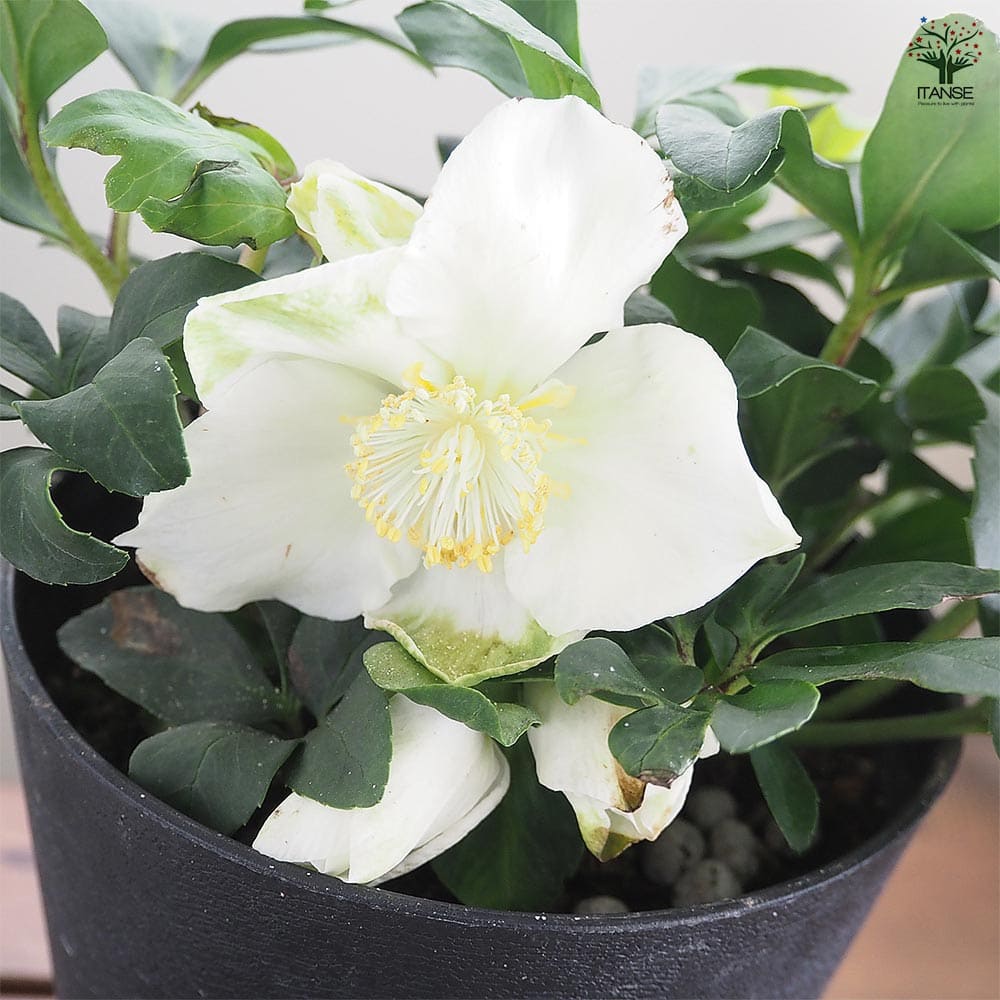 クリスマスローズ ジョエル 【花苗 5号／1個売り】｜ 【植物の