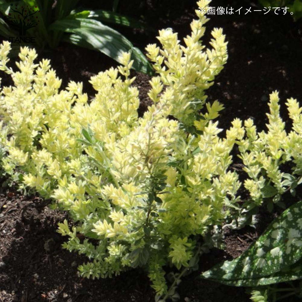 ロータス・ブリムストーン【花苗5～6号／1個売り】｜ 【植物の