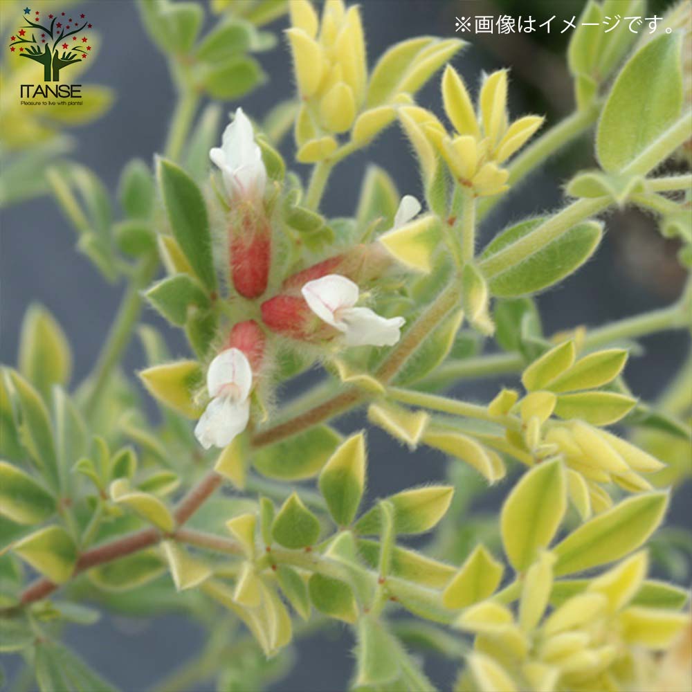 もふもふ⭐️⭐️⭐️ロータス　プリムストーン　抜き苗 ⭐️⭐️⭐️ ロータスブリムストーン 寄せ植え 花苗通販 ジャンクガーデン Garden Frais