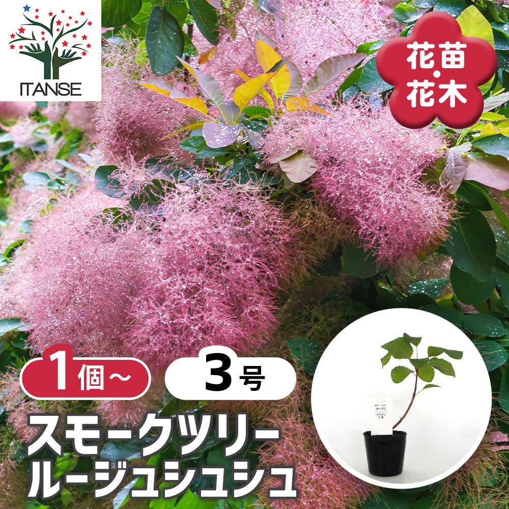 スモークツリー ルージュシュシュ 【花木苗 3号】｜ 【植物の