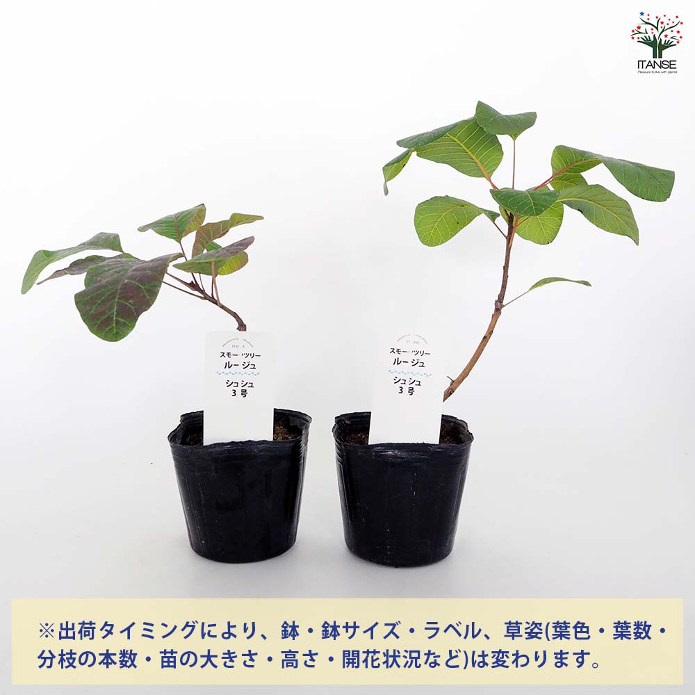 スモークツリー ルージュシュシュ 【花木苗 3号】｜ 【植物の