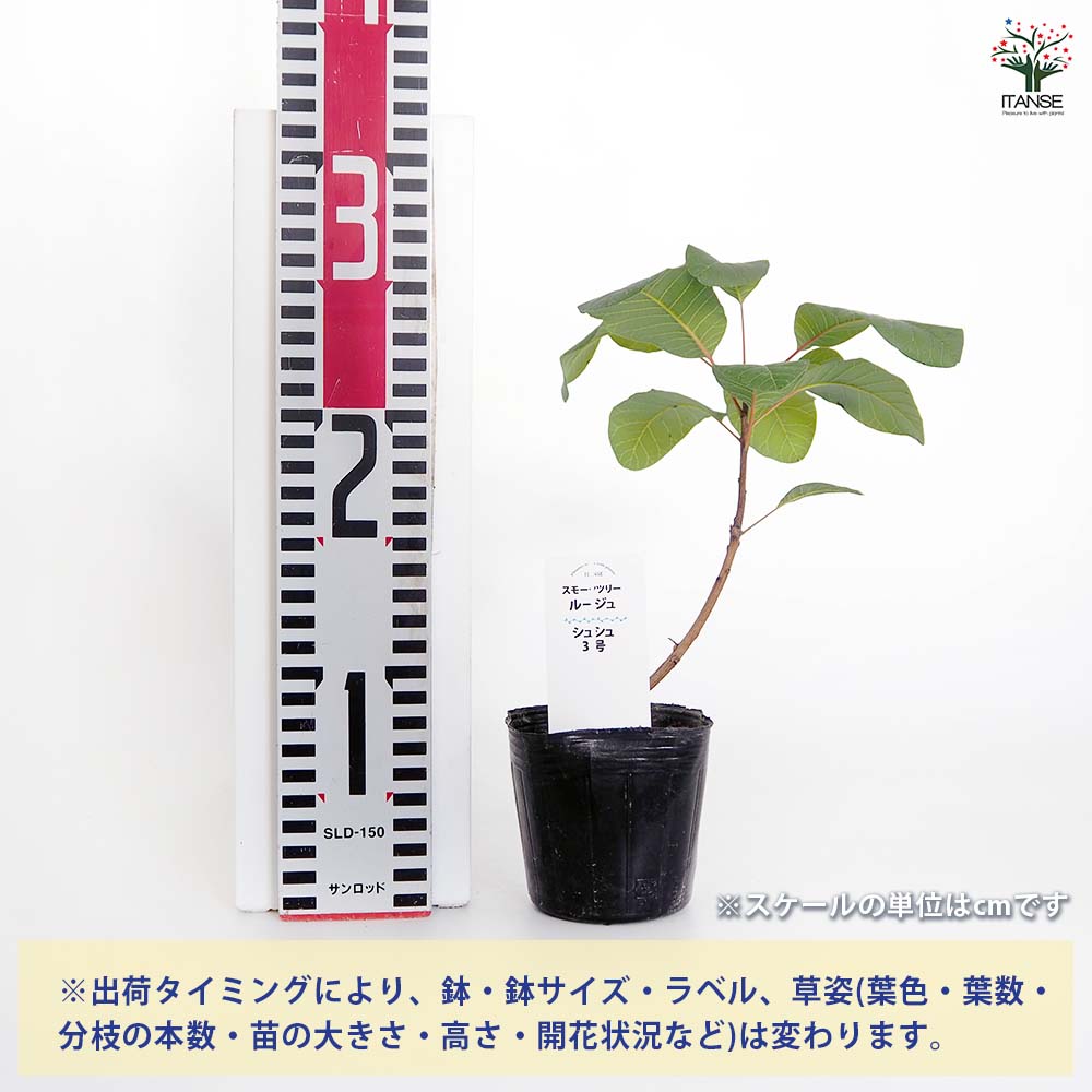 スモークツリー ルージュシュシュ 【花木苗 3号】｜ 【植物の