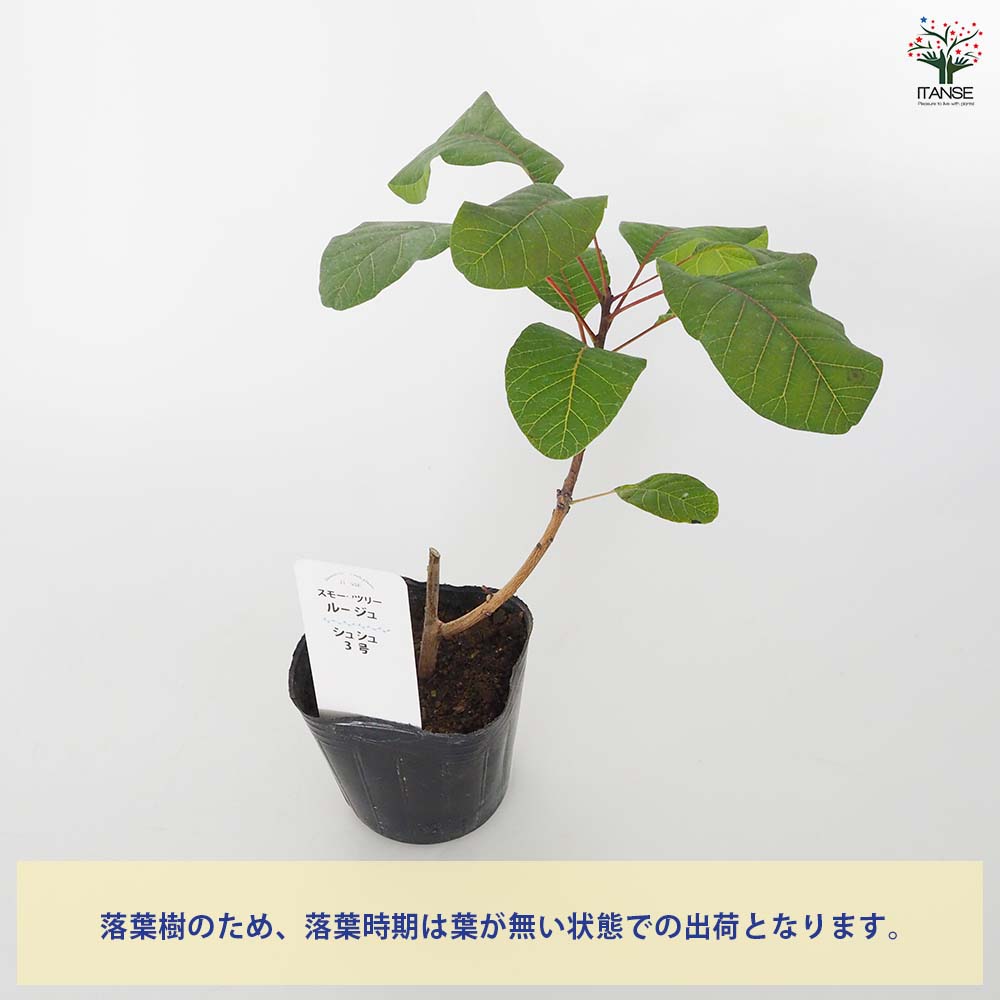 スモークツリー ルージュシュシュ 【花木苗 3号】｜ 【植物の