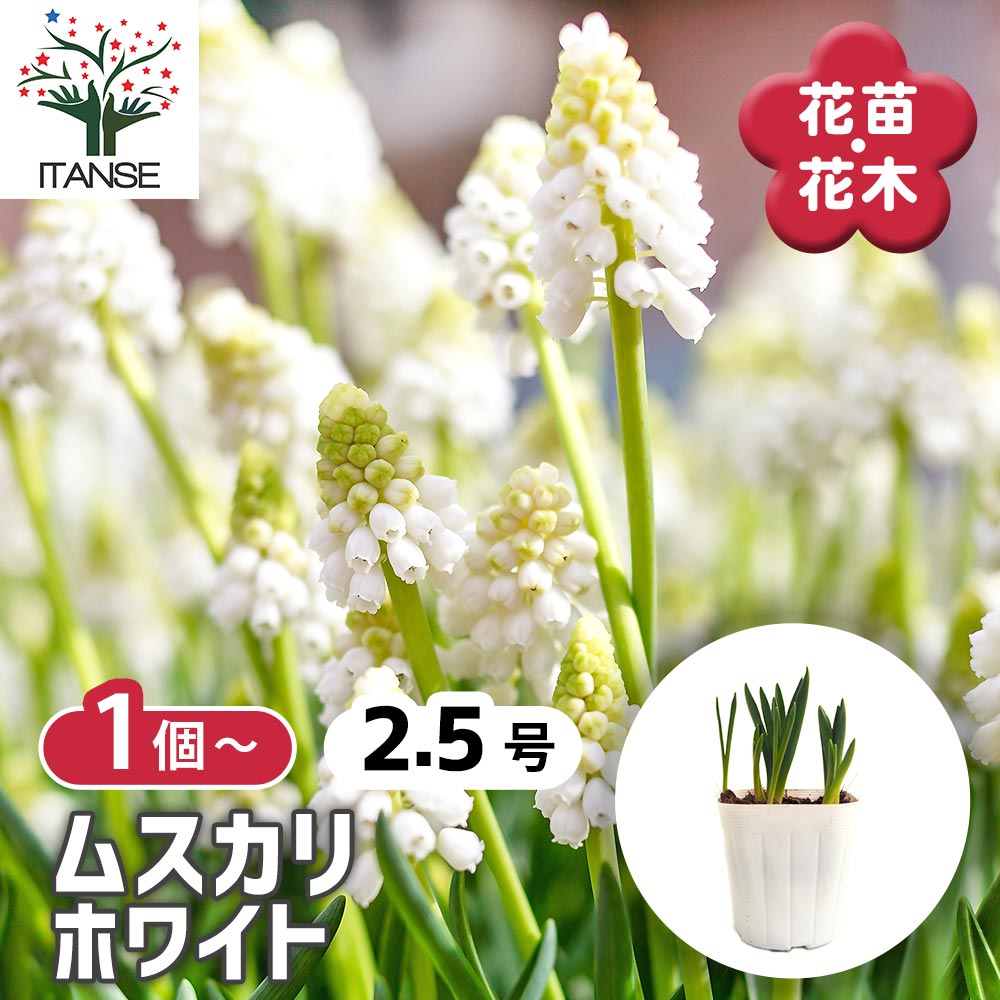 ムスカリ ホワイト 【花苗 2.5号】