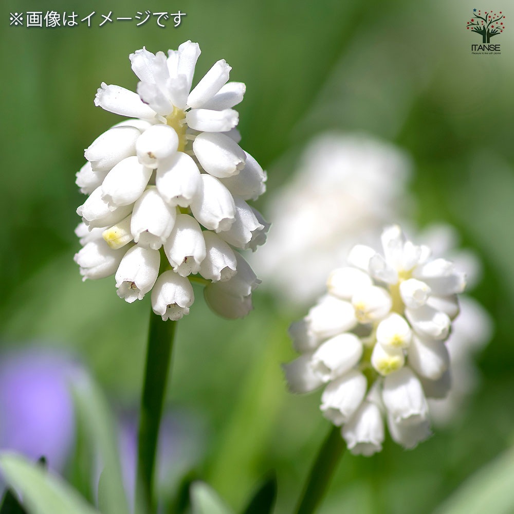 ムスカリ ホワイト 【花苗 2.5号】