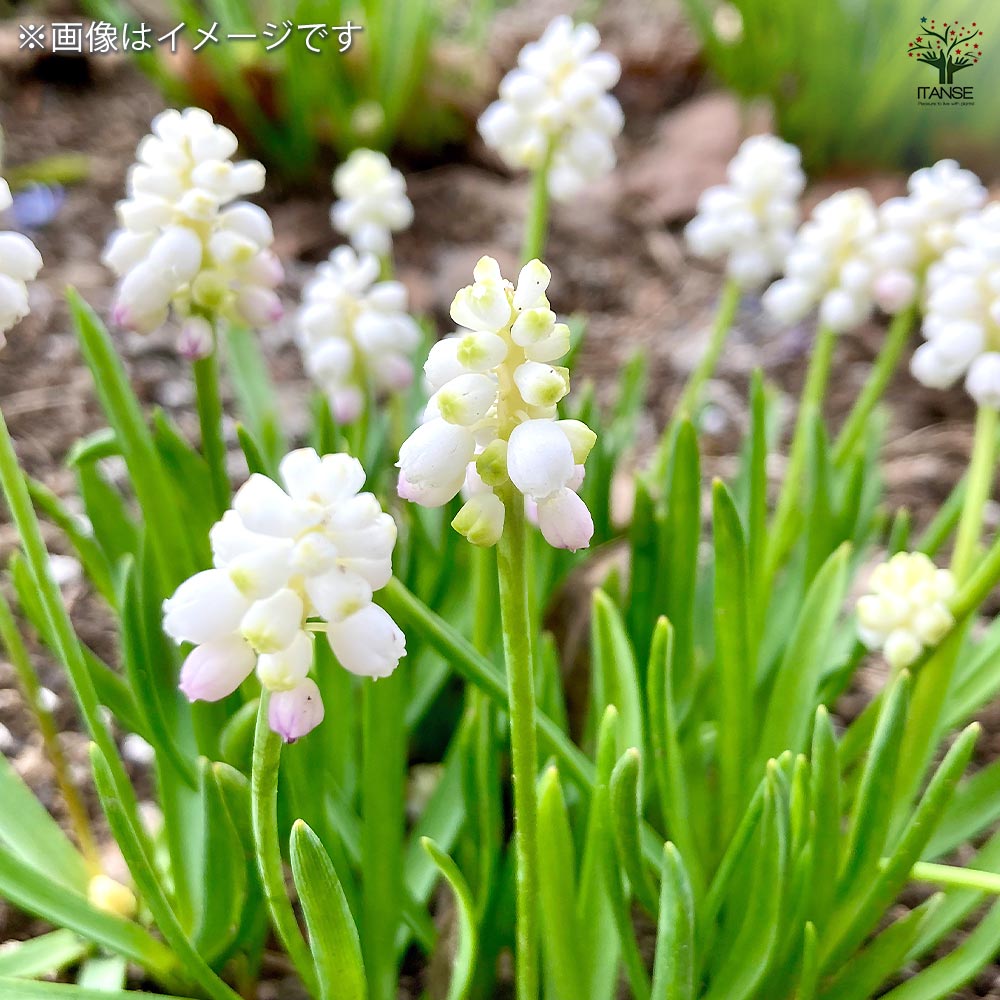 ムスカリ ホワイト 【花苗 2.5号】