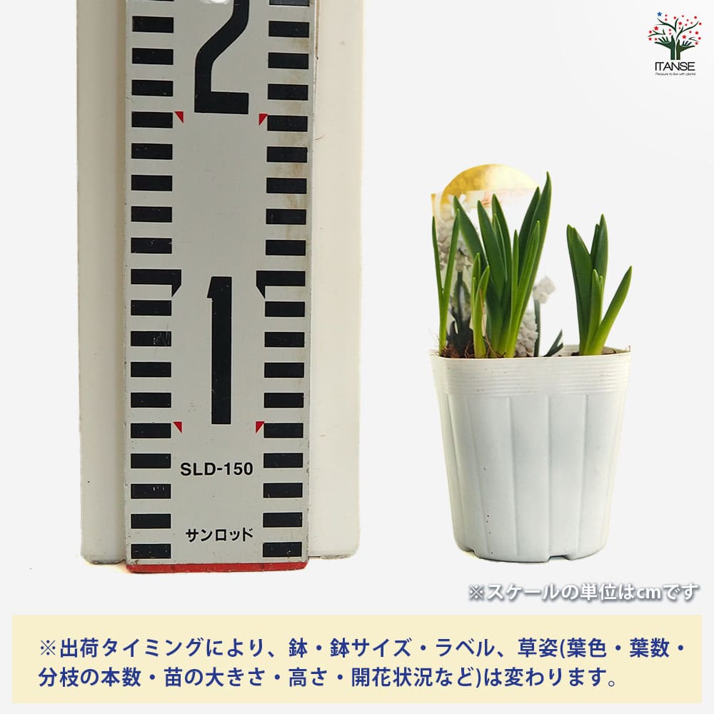 ムスカリ ホワイト 【花苗 2.5号】