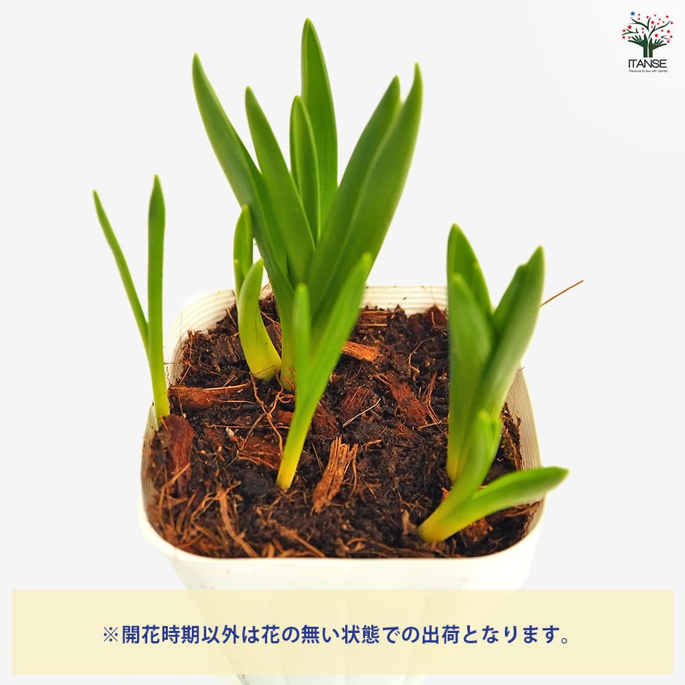 ムスカリ ホワイト 【花苗 2.5号】
