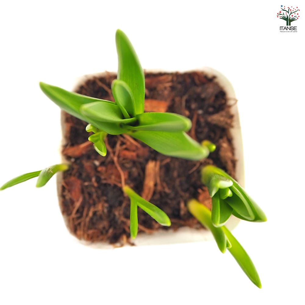 ムスカリ ホワイト 【花苗 2.5号】