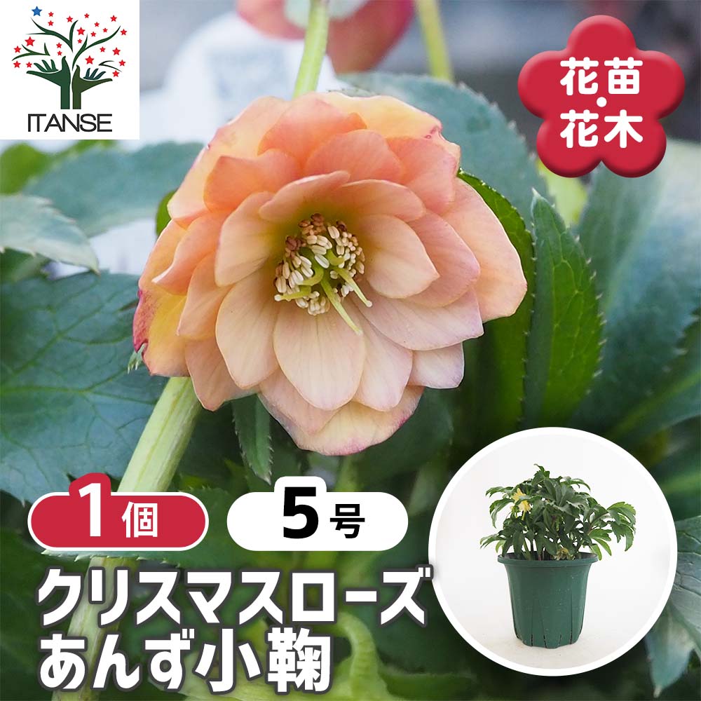 クリスマスローズ あんず小鞠(こまり) 【花苗 5号／1個売り】｜ 【植物