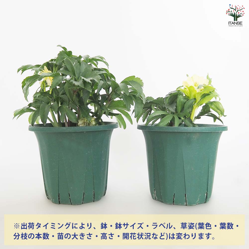 クリスマスローズ あんず小鞠(こまり) 【花苗 5号／1個売り】｜ 【植物