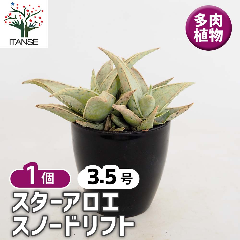 スターアロエ スノードリフト(snowdrift) 【多肉植物 3.5号／1個売り