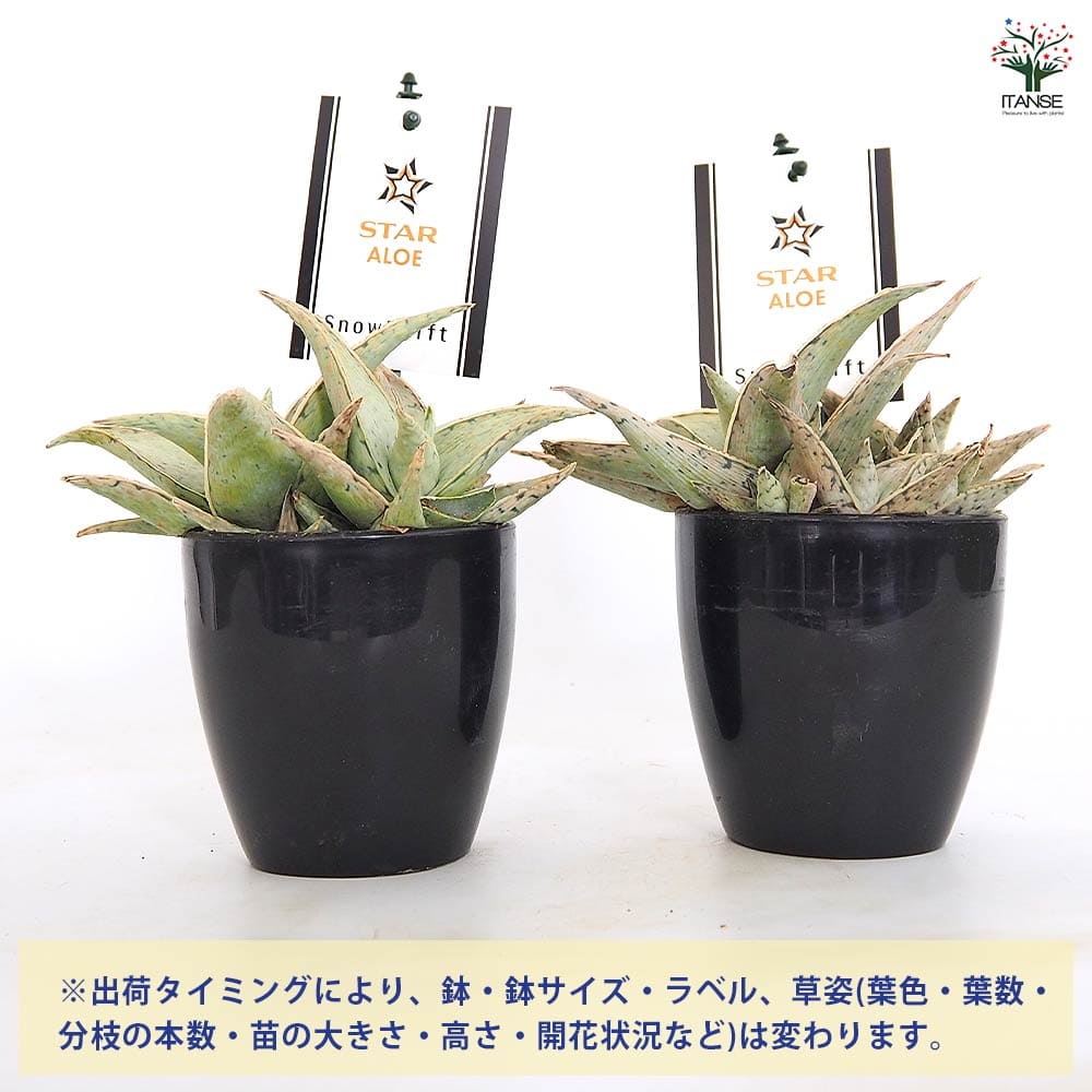 スターアロエ スノードリフト(snowdrift) 【多肉植物 3.5号／1個売り