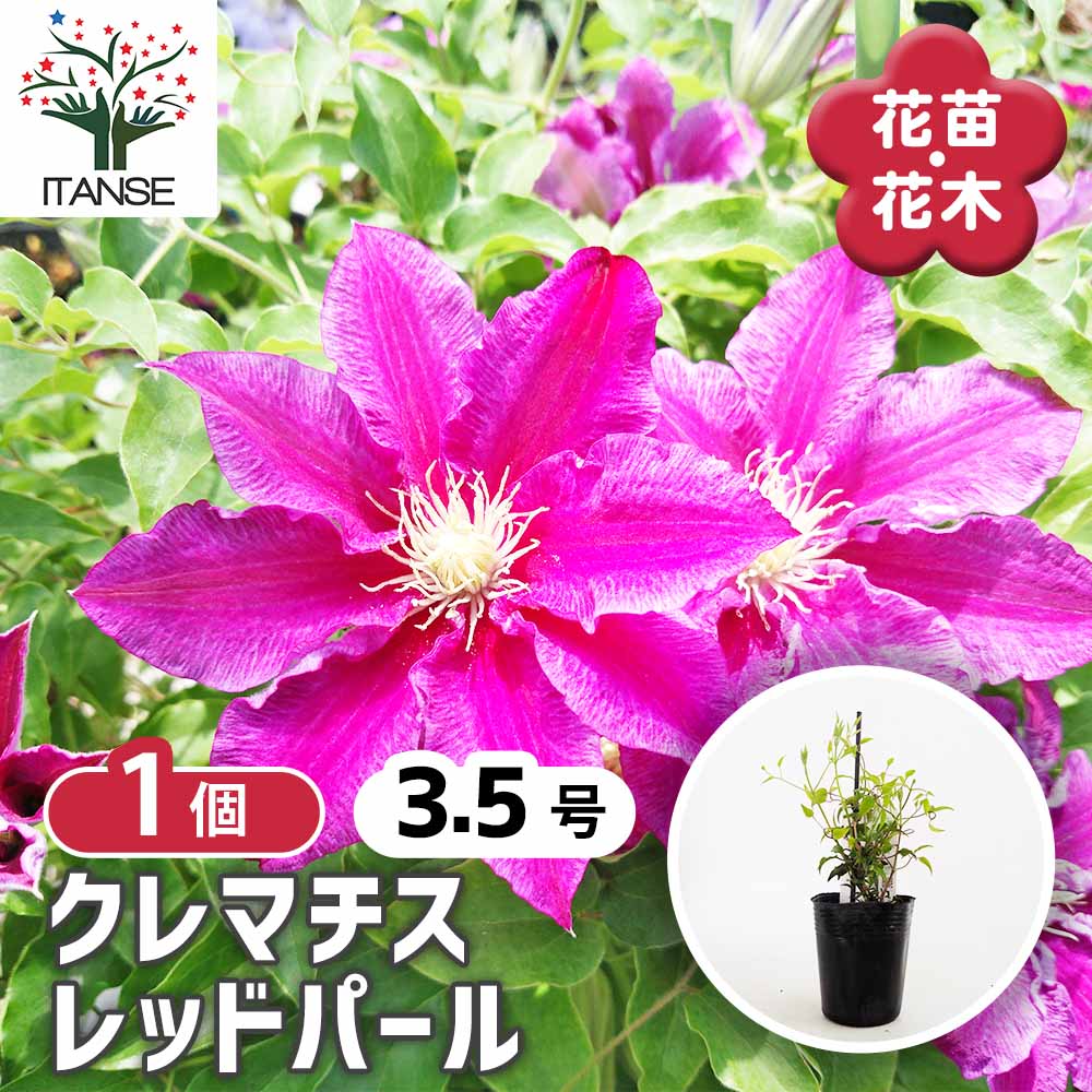 クレマチス レッドパール 【花苗 3.5号／1個売り】｜ 【植物の