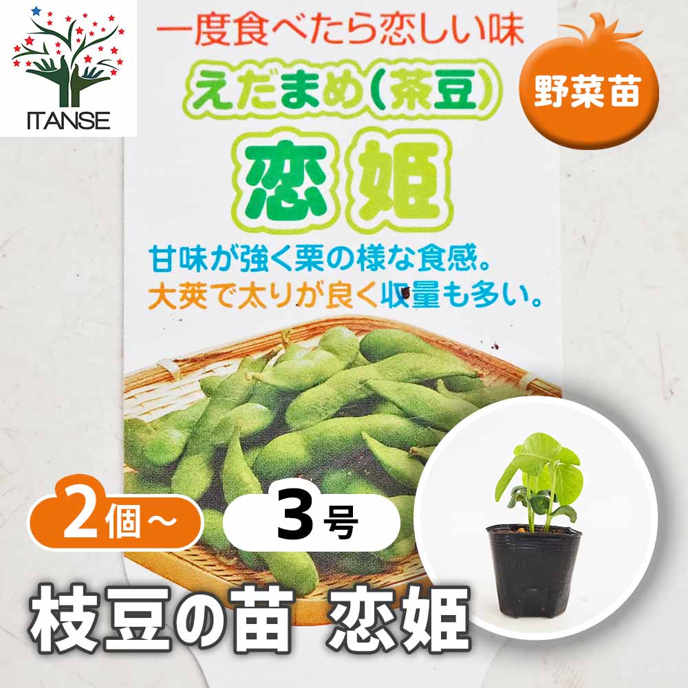 枝豆の苗 恋姫2個～ 【野菜の苗 3号】｜ 【植物のITANSE】全品