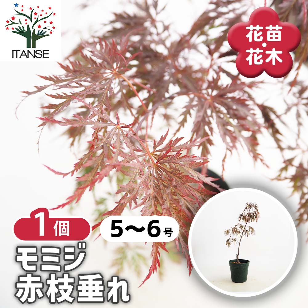 モミジ(カエデ)の苗木 赤枝垂れ 【庭木 5号／1個売り】｜ 【植物の