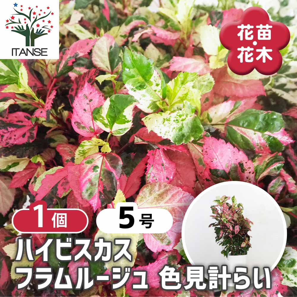 ハイビスカス フラムルージュ