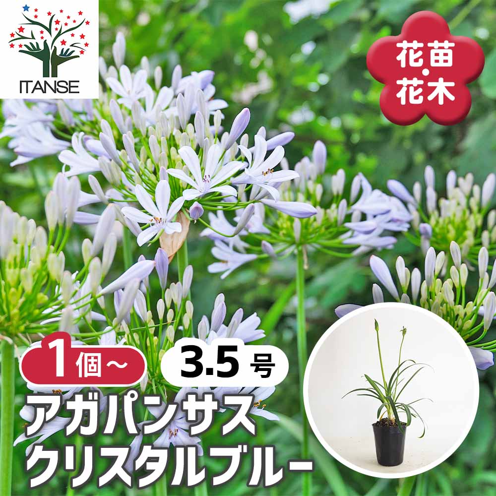 アガパンサス クリスタルブルー 【花苗 3.5号】｜ 【植物の