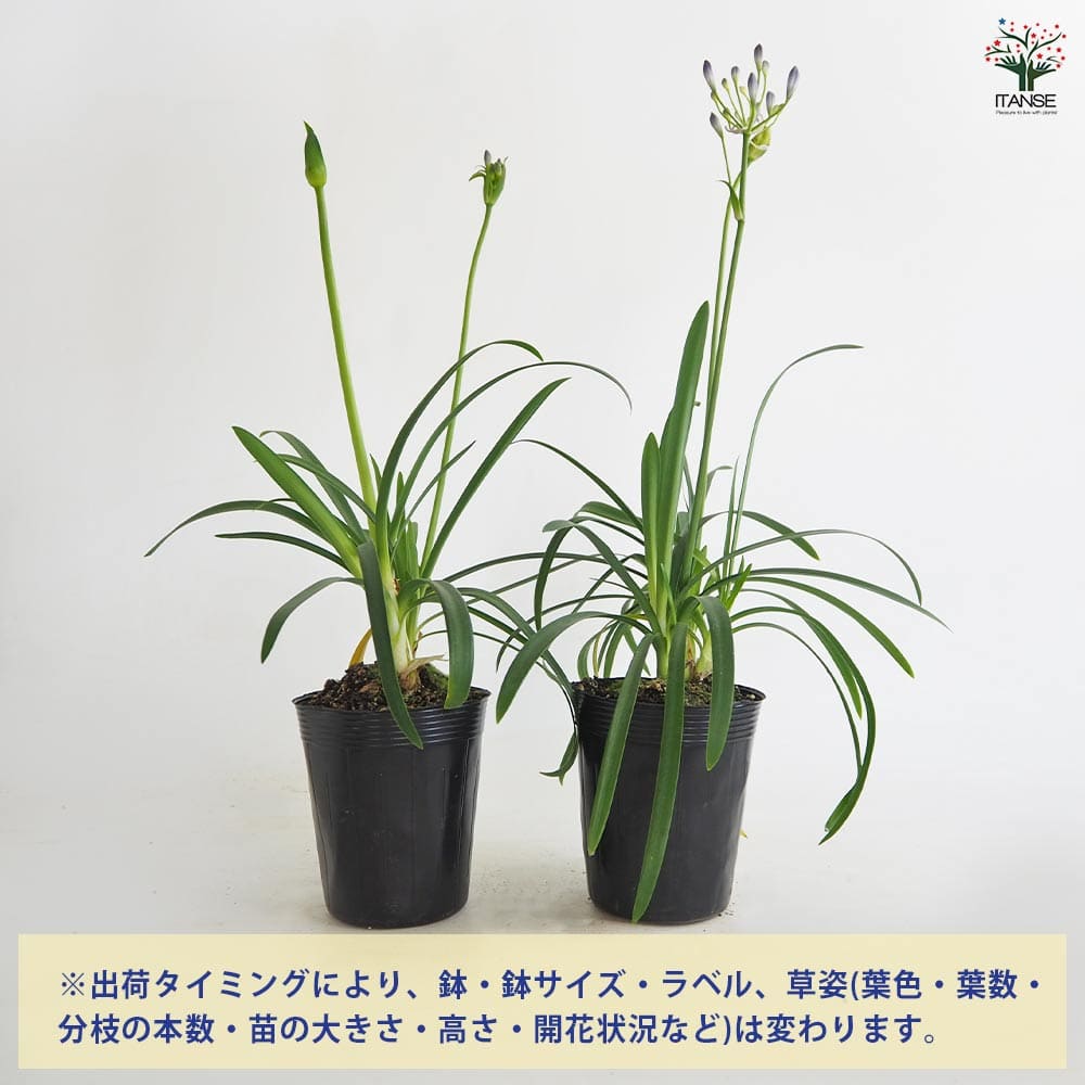 アガパンサス クリスタルブルー 【花苗 3.5号】｜ 【植物の