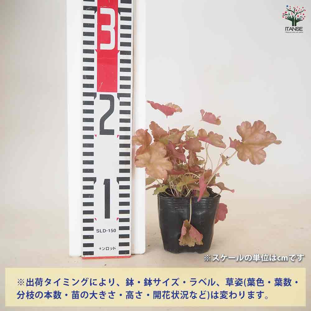 ヒューケラ アリゾナ 【花苗 3号】