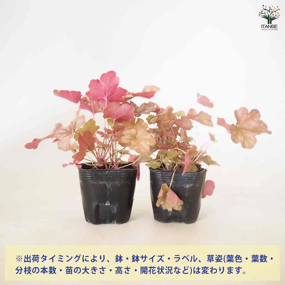 ヒューケラ アリゾナ 【花苗 3号】