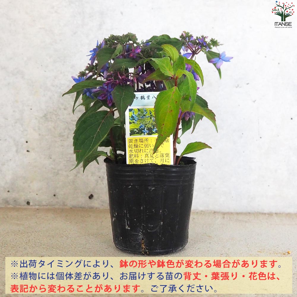 八重咲きアジサイ パープルブルー月虹　蝦夷山葡萄苗木　セット 八重咲きアジサイ パープルブルー月虹 蝦夷山葡萄苗木 セット