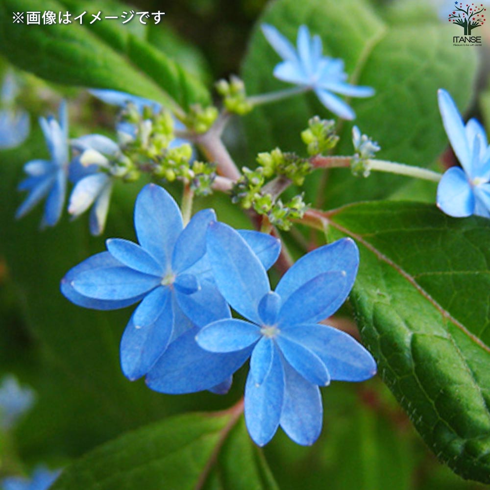 【新品】紫青系のタッセル付きボディーチェーン★ジプシーにも！ タッセル ネイビー（紺） 10本セット 手芸 装飾 ハンドメイド